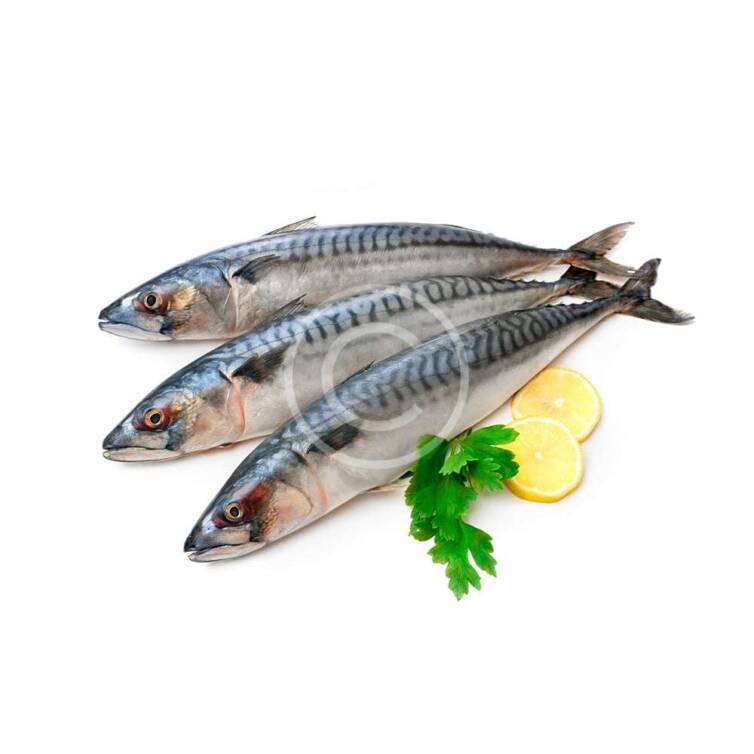 Striped Bass
