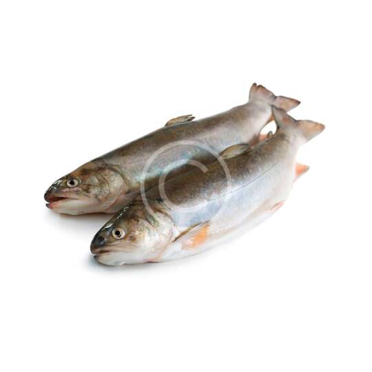 White Bass
